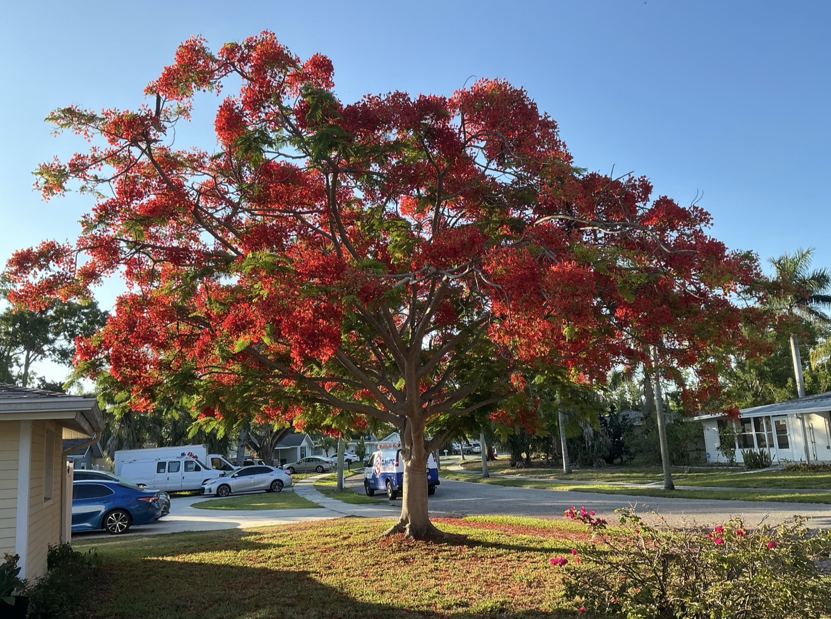 Poinciana tree in full red bloom